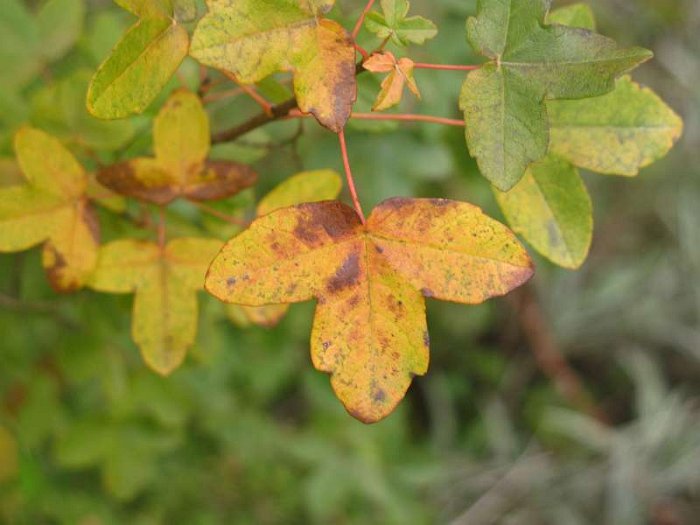 Acer monspessulanum.JPG
