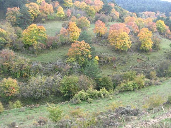 Aceral de Acere (Acer granatense).JPG