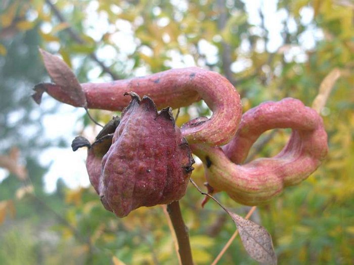 Agallas (Pistacia terebinthus).JPG
