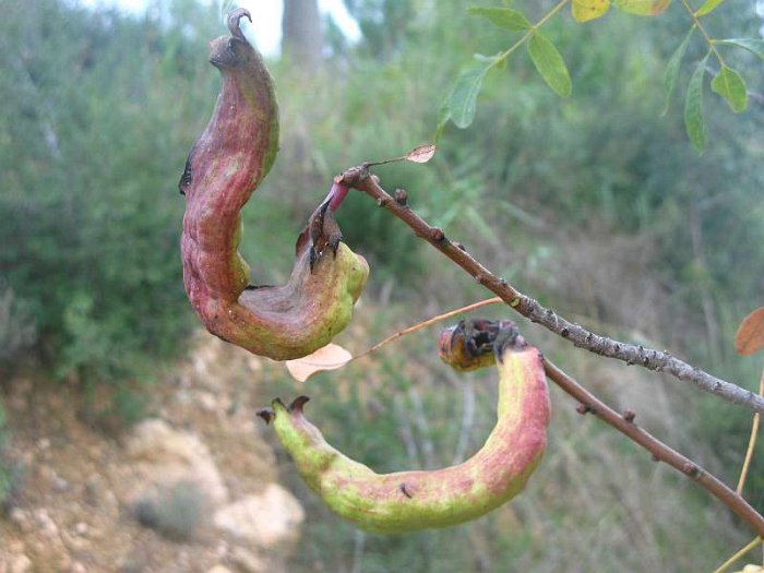 Agallas (Pistacia terebinthus).JPG