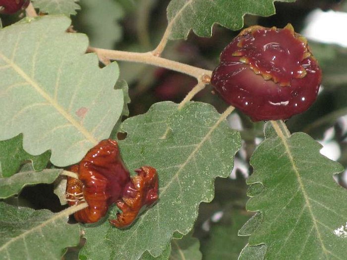 Agallas (Quercus pubescens).JPG