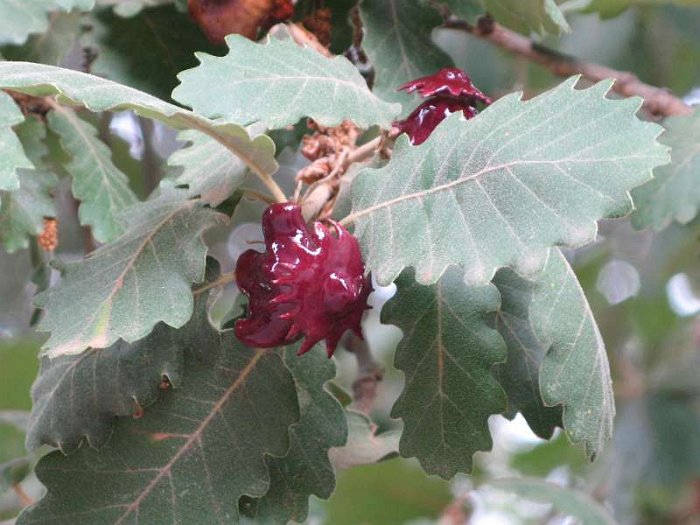 Agallas (Quercus pubescens).JPG