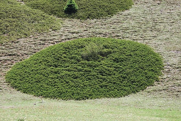 Juniperus sabina.jpg