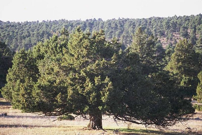 Juniperus thurifera.jpg