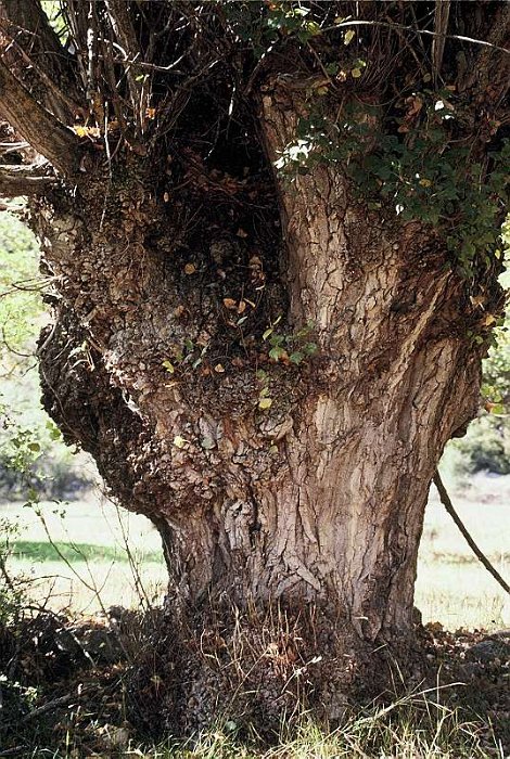 Populus nigra subsp. nigra.jpg