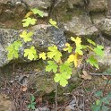 Acer campestre