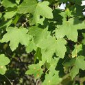 Acer granatense - SUB-ENDEMISMO IBERICO