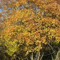 Acer granatense - SUB-ENDEMISMO IBERICO