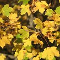 Acer granatense - SUB-ENDEMISMO IBERICO
