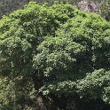 Acer granatense - SUB-ENDEMISMO IBERICO