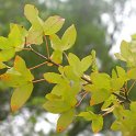 Acer monspessulanum