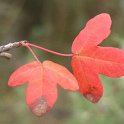 Acer monspessulanum