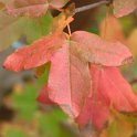 Acer monspessulanum