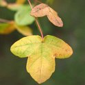 Acer monspessulanum
