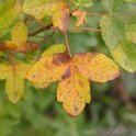 Acer monspessulanum
