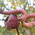 Agallas (Pistacia terebinthus)
