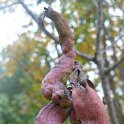 Agallas (Pistacia terebinthus)
