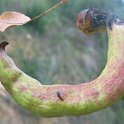 Agallas (Pistacia terebinthus)