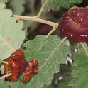 Agallas (Quercus pubescens)