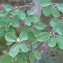 Amelanchier ovalis