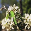 Amelanchier ovalis