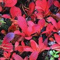 Arctostaphylos alpinus