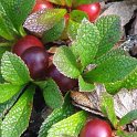 Arctostaphylos alpinus
