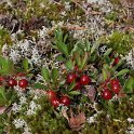 Arctostaphylos alpinus