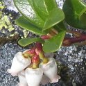 Arctostaphylos uva-ursi