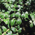 Buxus balearica