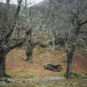 Castanea sativa