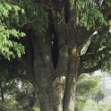 Celtis australis