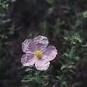 Cistus creticus  -  UNICA POBLACION PENINSULAR (HOCES RIO JUCAR)