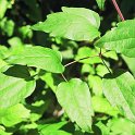 Clematis vitalba