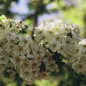Crataegus monogyna