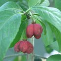 Euonymus europaeus