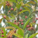 Euonymus europaeus