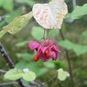 Euonymus latifolius