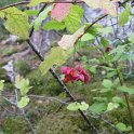 Euonymus latifolius