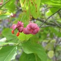 Euonymus latifolius