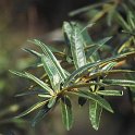 Hippophae rhamnoides