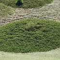 Juniperus sabina
