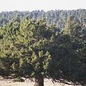 Juniperus thurifera