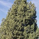 Juniperus thurifera