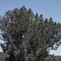 Juniperus thurifera