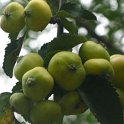 Malus sylvestris
