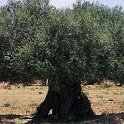 Olea sylvestris