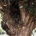 Populus nigra subsp. nigra