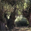 Populus nigra subsp. nigra