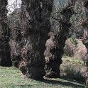 Populus nigra subsp. nigra